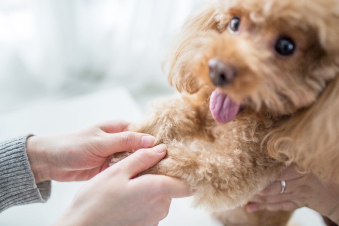 飼い主と犬