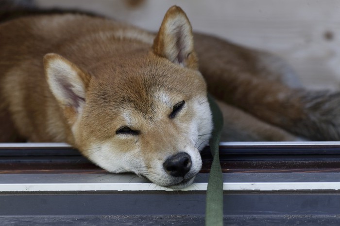 夏の柴犬