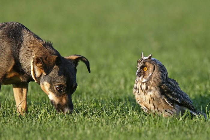 犬とフクロウ