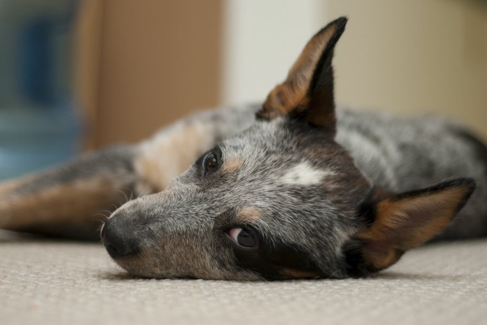 薄目を開けて床に寝転ぶ犬