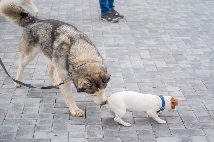 小型犬を嗅ぐ大型犬