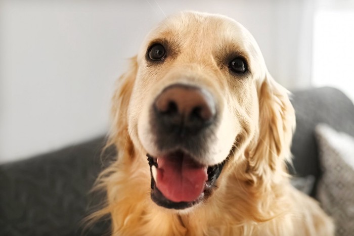 見つめてくる犬