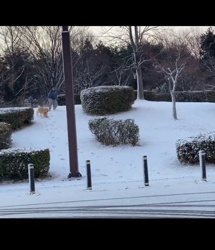 雪道を散歩するパパとシンバくん