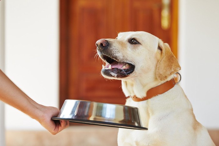 餌を貰う犬