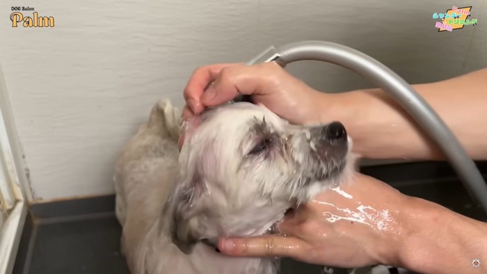 お湯をかけられる犬の顔