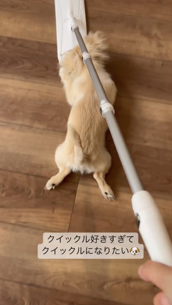 お掃除ワイパーと犬