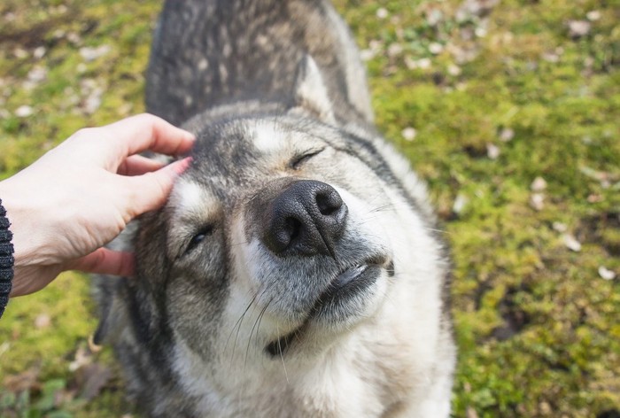 気持ちよさそうな犬