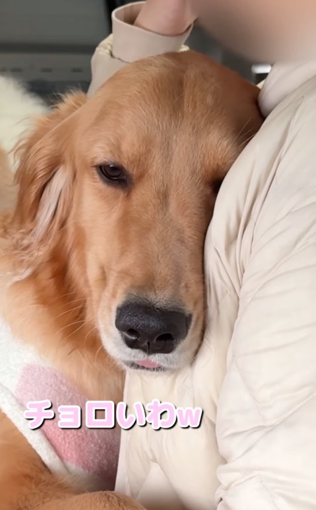 甘える大型犬