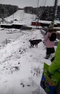 土手に上がった犬