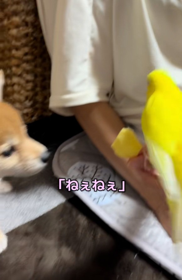 鳥に近づくワンコ