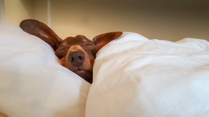 ベッドで布団をかけて眠る犬