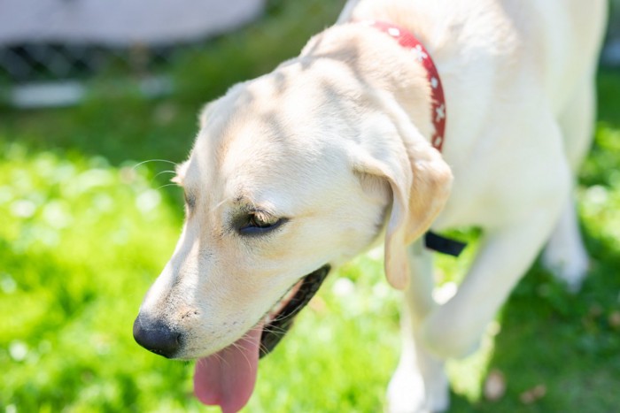 舌を出しながら歩く犬