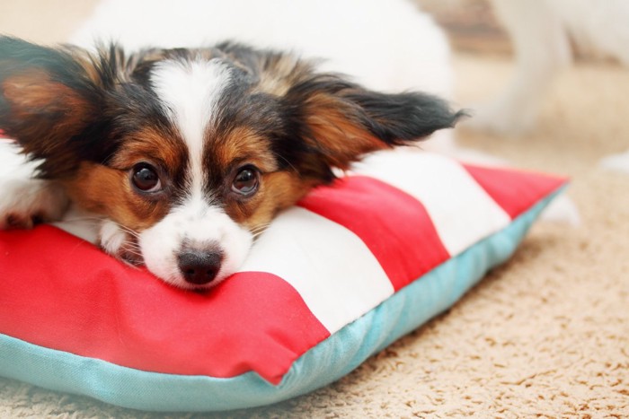 クッションに顎を乗せる犬