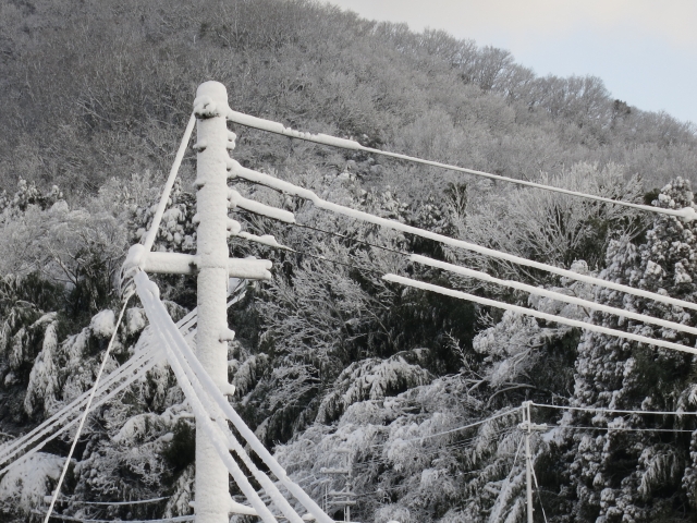 雪景色 電線や木に雪が積もった様子