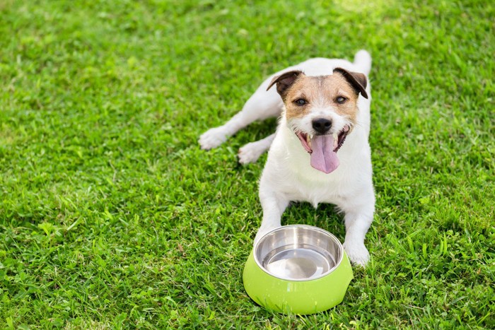 食器の前に立つ犬