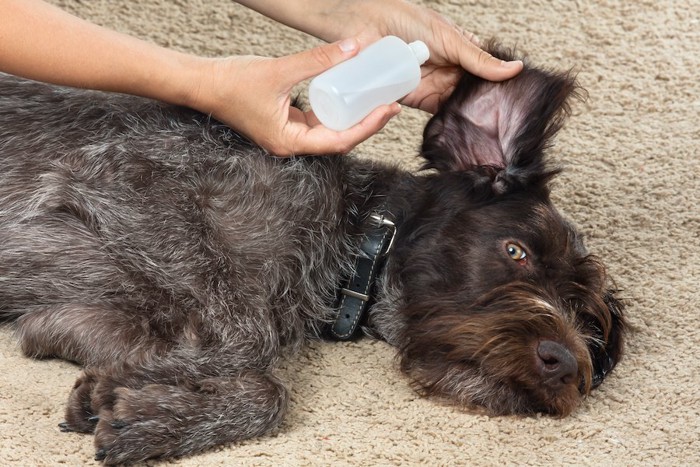 寝転んで耳掃除をされる黒い犬