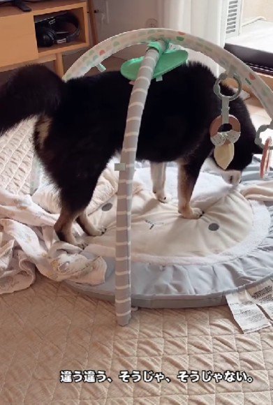 「犬用じゃないみたい…」