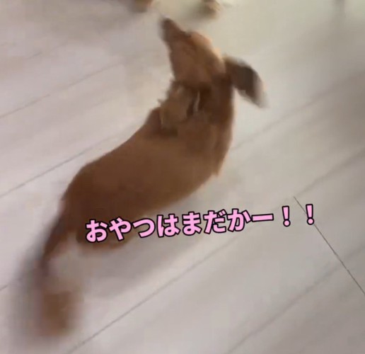 おやつを探して部屋の中を歩くミニチュアダックスフンド