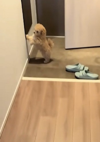 玄関にいる犬