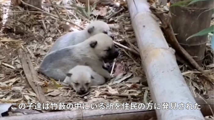 竹藪にいる子犬たち