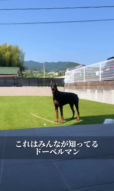 ドーベルマンのふじ君