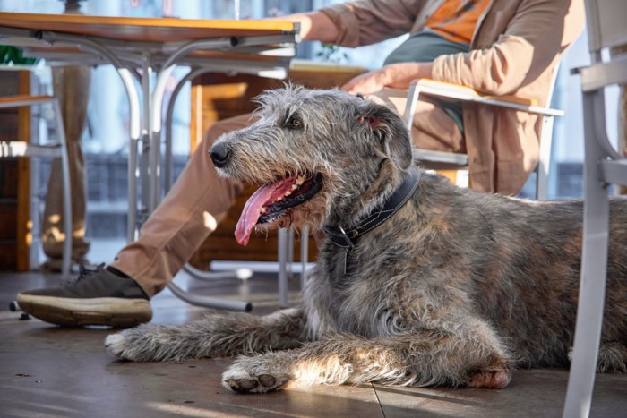 カフェに訪れる犬
