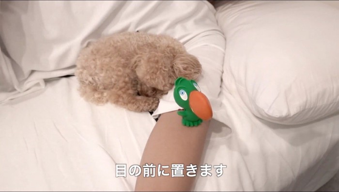 眠る犬の近くに置かれた鳥のおもちゃ