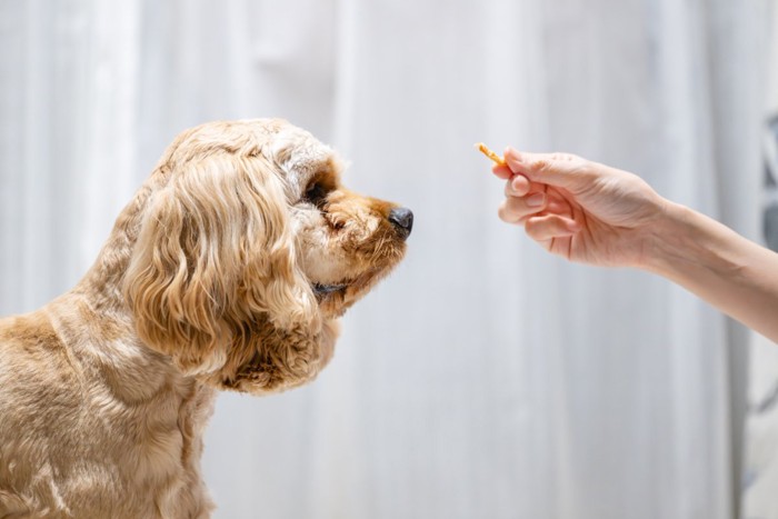 おやつを見つめる犬