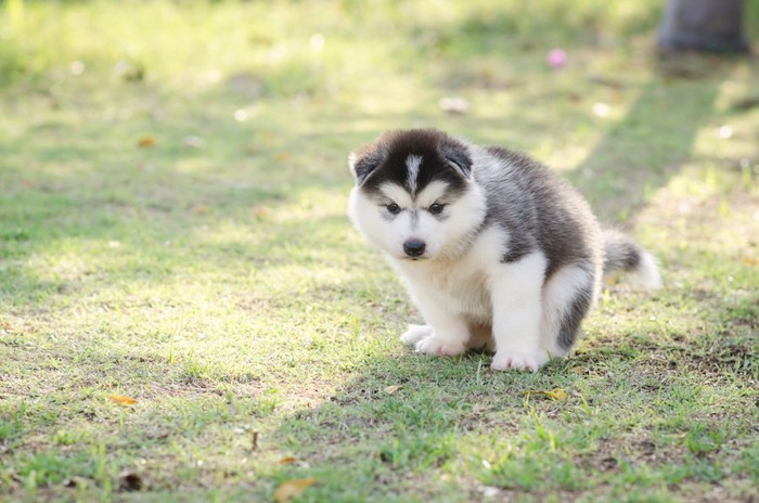 ウンチをする姿勢の子犬