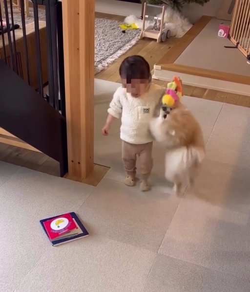 子供が持っているおもちゃに飛びかかる犬