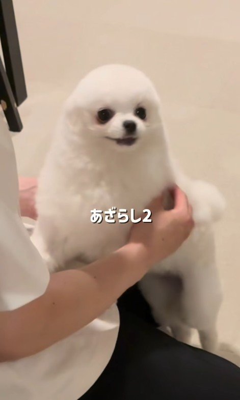 再びアザラシ化♡