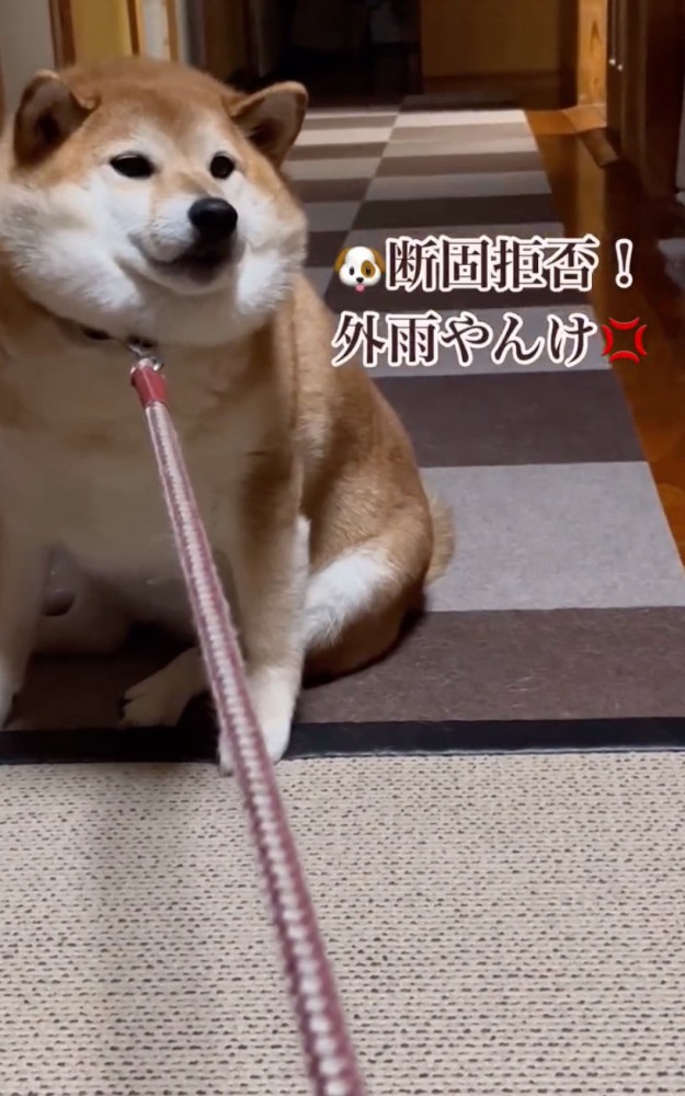 踏ん張る柴犬