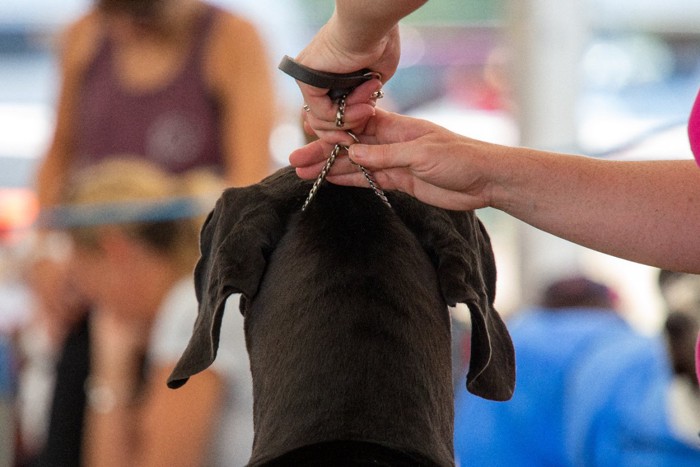 チョークチェーンをつけられた黒い犬