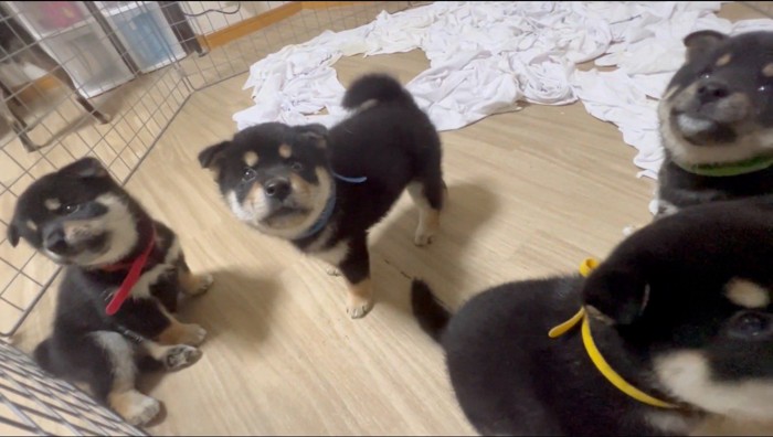 サークルの中でくつろぐ4匹の子犬