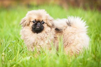 草むらでたたずむペキニーズの幼犬