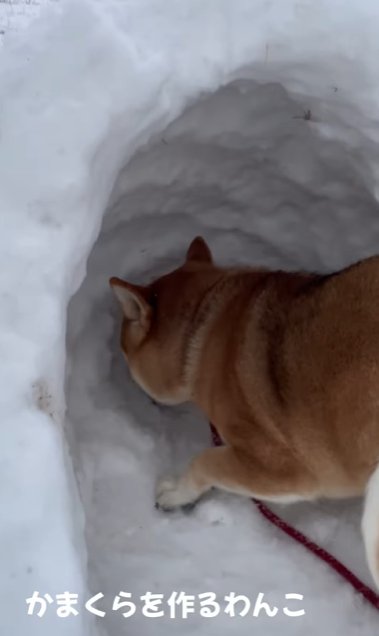 かまくらを掘る柴犬