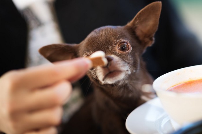 おやつを見る犬