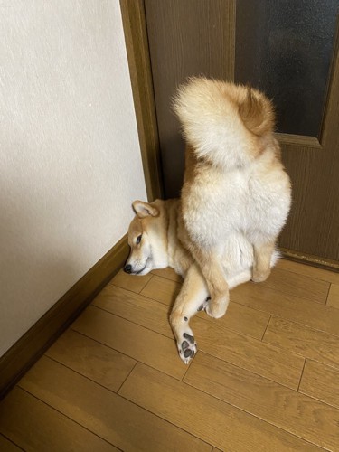 柴犬