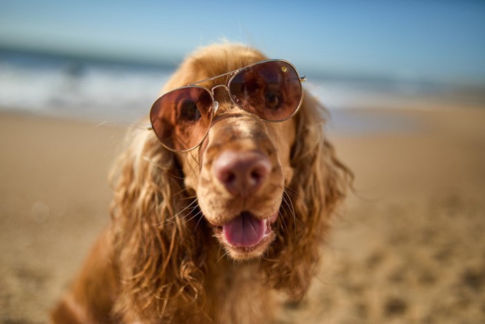 ビーチの犬