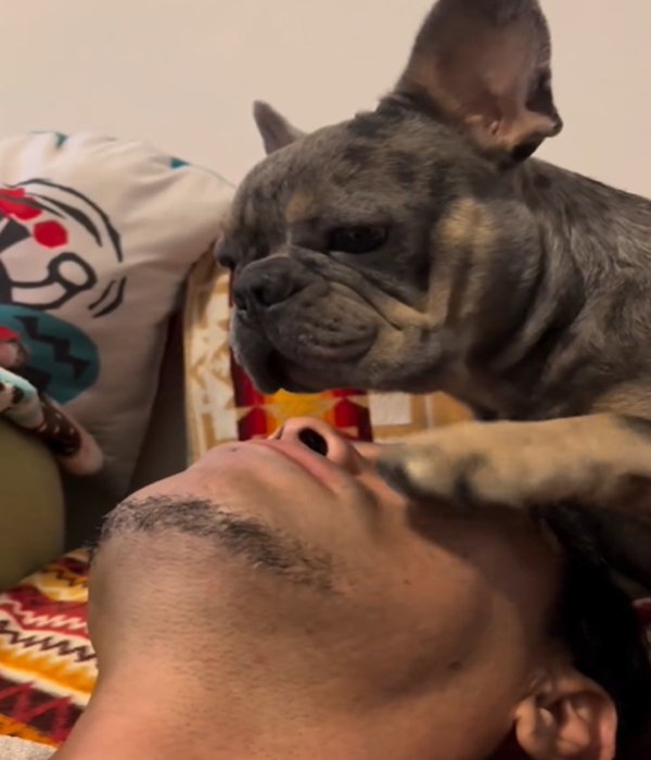 手で顔を叩く犬