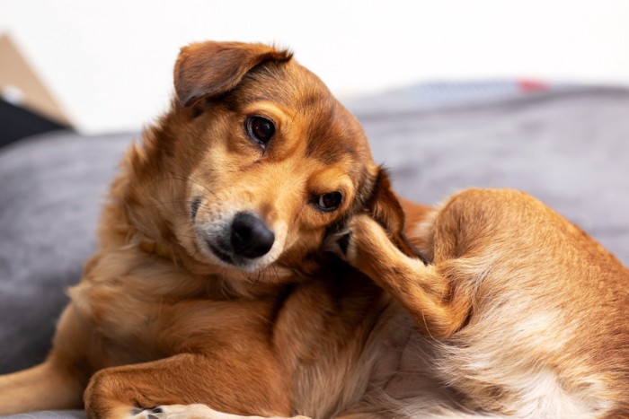 後ろ足で耳を掻いている犬