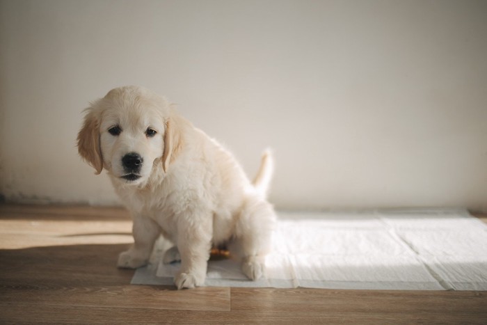 シートで排泄するレトリバーの子犬