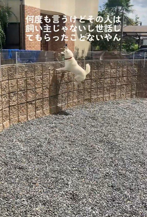 親戚のおじさんを見送るおもちちゃん9