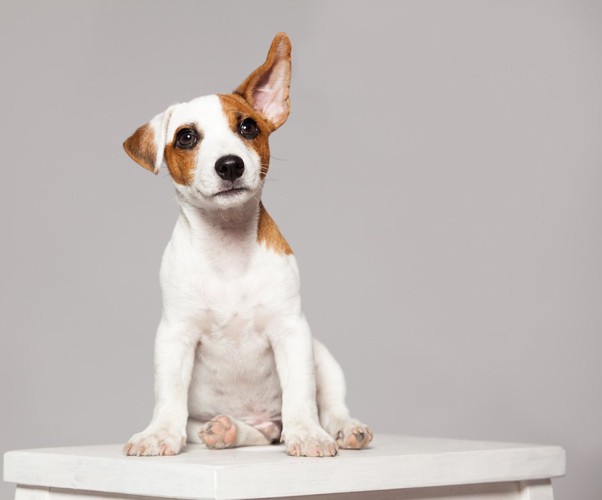 片耳だけが立っている子犬