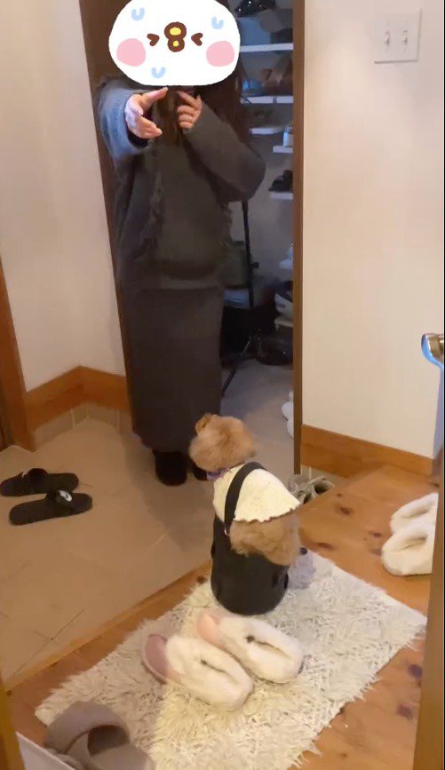 女性のバッグの上に乗る犬