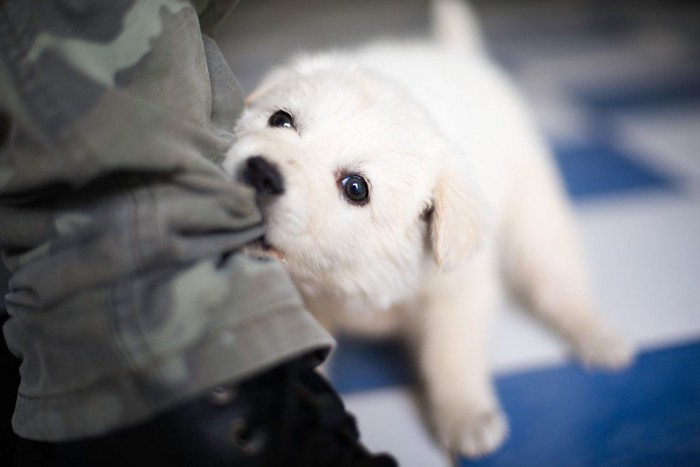 ズボンを噛んでいる犬