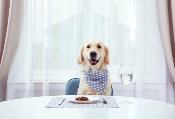 犬とご飯