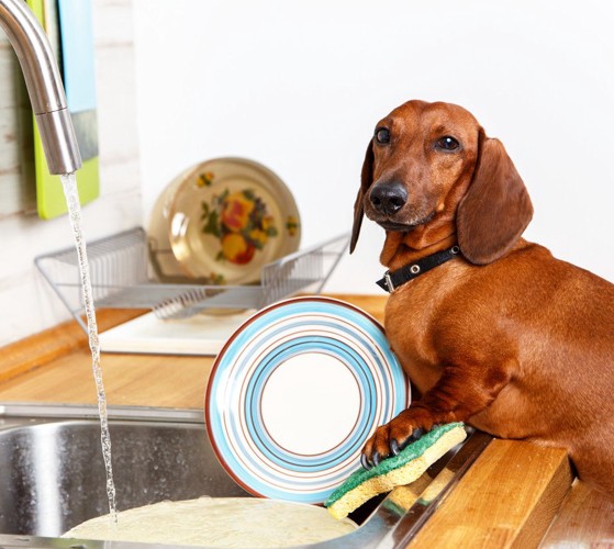 食器を片付けている犬の写真