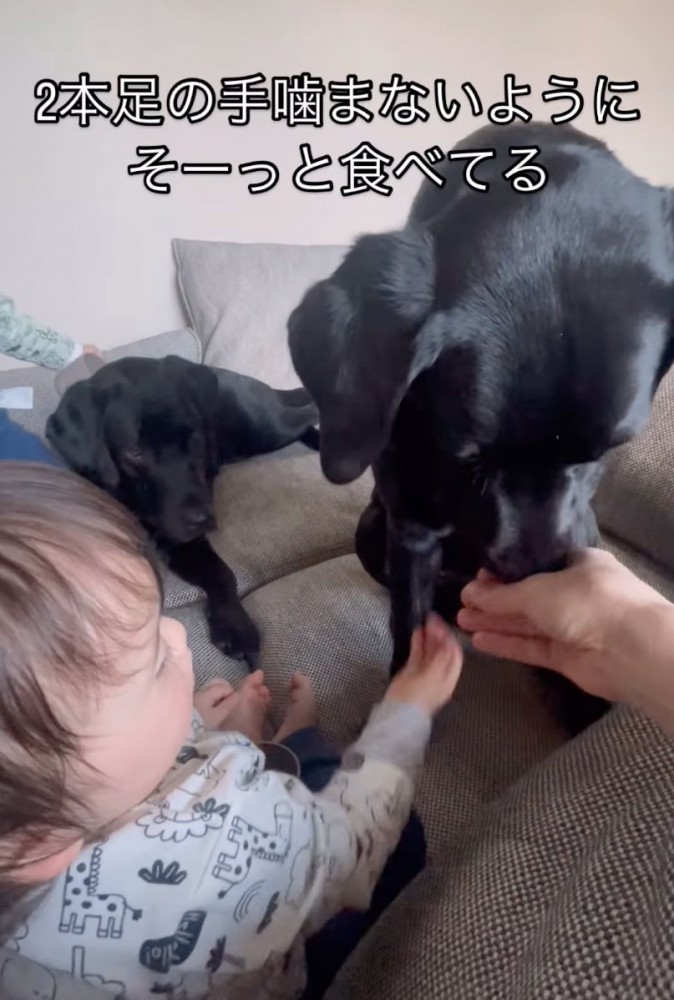 おやつを食べる犬