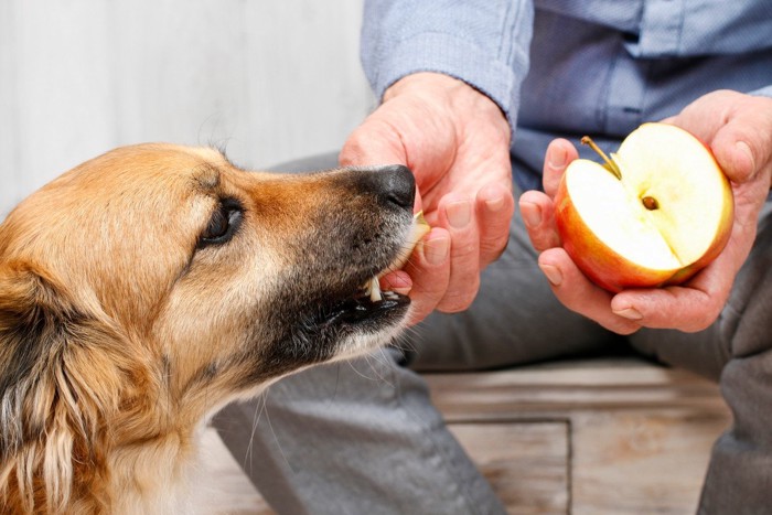 犬とりんご